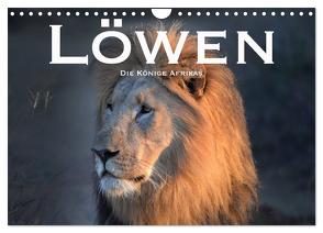 Löwen. Die Könige Afrikas (Wandkalender 2024 DIN A4 quer), CALVENDO Monatskalender von Styppaa,  Robert