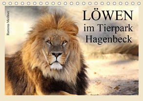 Löwen im Tierpark Hagenbeck (Tischkalender 2020 DIN A5 quer) von Meißner,  Ramona