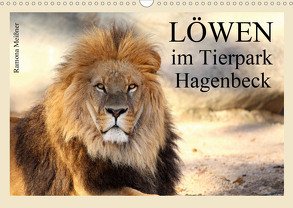 Löwen im Tierpark Hagenbeck (Wandkalender 2020 DIN A3 quer) von Meißner,  Ramona