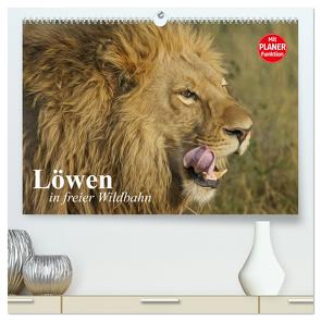Löwen in freier Wildbahn (hochwertiger Premium Wandkalender 2024 DIN A2 quer), Kunstdruck in Hochglanz von Stanzer,  Elisabeth