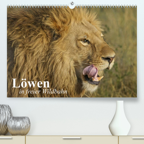 Löwen in freier Wildbahn (Premium, hochwertiger DIN A2 Wandkalender 2022, Kunstdruck in Hochglanz) von Stanzer,  Elisabeth