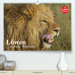 Löwen in freier Wildbahn (Premium, hochwertiger DIN A2 Wandkalender 2023, Kunstdruck in Hochglanz) von Stanzer,  Elisabeth