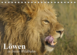 Löwen in freier Wildbahn (Tischkalender 2022 DIN A5 quer) von Stanzer,  Elisabeth