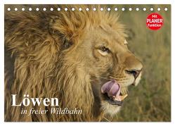 Löwen in freier Wildbahn (Tischkalender 2024 DIN A5 quer), CALVENDO Monatskalender von Stanzer,  Elisabeth