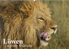 Löwen in freier Wildbahn (Wandkalender 2022 DIN A2 quer) von Stanzer,  Elisabeth