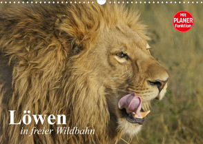 Löwen in freier Wildbahn (Wandkalender 2022 DIN A3 quer) von Stanzer,  Elisabeth