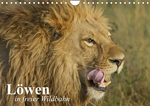 Löwen in freier Wildbahn (Wandkalender 2022 DIN A4 quer) von Stanzer,  Elisabeth