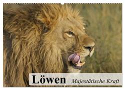 Löwen. Majestätische Kraft (Wandkalender 2024 DIN A2 quer), CALVENDO Monatskalender von Stanzer,  Elisabeth