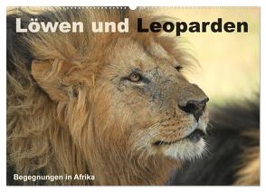 Löwen und Leoparden – Begegnungen in Afrika (Wandkalender 2024 DIN A2 quer), CALVENDO Monatskalender von Herzog,  Michael