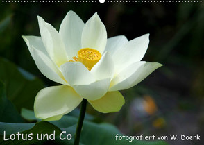 Lotus und Co (Wandkalender 2023 DIN A2 quer) von Doerk,  Wiltrud