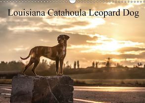 Louisiana Catahoula Leopard Dog 2018 (Wandkalender 2018 DIN A3 quer) von on Tour,  Catahouligan