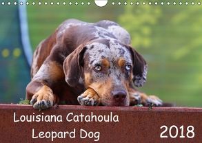 Louisiana Catahoula Leopard Dog (Wandkalender 2018 DIN A4 quer) von Mikulla,  Sarah