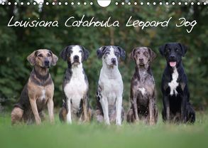 Lousiana Catahoula Leopard (Wandkalender 2019 DIN A4 quer) von on Tour,  Catahouligan