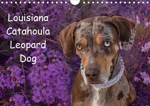 Lousiana Catahoula Leopard (Wandkalender 2020 DIN A4 quer) von on Tour,  Catahouligan