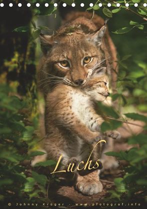 Luchs (Tischkalender 2019 DIN A5 hoch) von Krüger,  Johnny