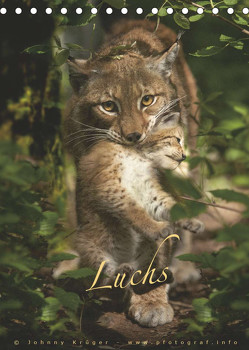 Luchs (Tischkalender 2023 DIN A5 hoch) von Krüger,  Johnny