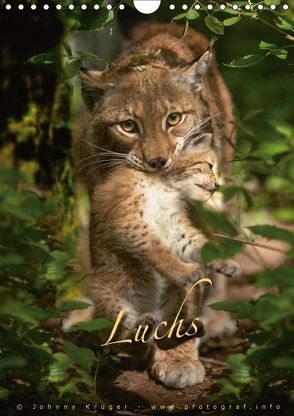 Luchs (Wandkalender 2018 DIN A4 hoch) von Krüger,  Johnny