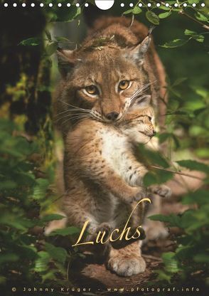 Luchs (Wandkalender 2019 DIN A4 hoch) von Krüger,  Johnny