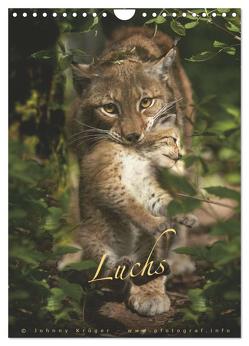 Luchs (Wandkalender 2024 DIN A4 hoch), CALVENDO Monatskalender von Krüger,  Johnny