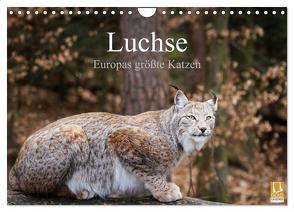 Luchse – Europas größte Katzen (Wandkalender 2024 DIN A4 quer), CALVENDO Monatskalender von Cloudtail,  Cloudtail