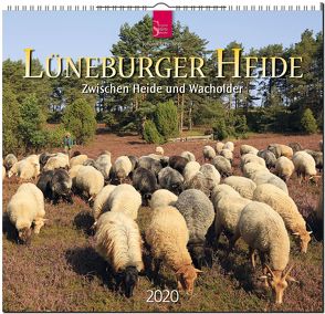 Lüneburger Heide – Zwischen Heide und Wacholder von Scheibner,  Johann