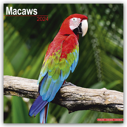 Macaws – Ara-Papageien – Aras 2024 – 16-Monatskalender