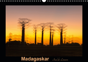 Madagaskar – Insel der Lemuren (Wandkalender 2021 DIN A3 quer) von Kribus,  Uwe