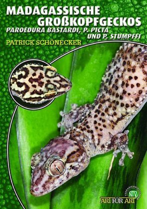 Madagassische Großkopfgeckos von Schönecker,  Patrick