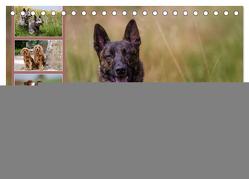 Mäjestätische Rassehunde auf Feld, Wald und Wiese (Tischkalender 2024 DIN A5 quer), CALVENDO Monatskalender von Verena Scholze,  Fotodesign