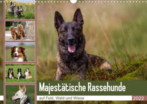 Mäjestätische Rassehunde auf Feld, Wald und Wiese (Wandkalender 2022 DIN A3 quer) von Verena Scholze,  Fotodesign