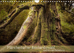 Märchenhafter Reinhardswald und Urwald Sababurg (Wandkalender 2023 DIN A4 quer) von Pohl,  Michael