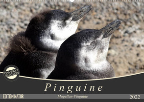 Magellan-Pinguine (Wandkalender 2022 DIN A2 quer) von Flori0