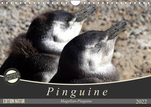 Magellan-Pinguine (Wandkalender 2022 DIN A4 quer) von Flori0