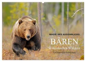 Magie des Augenblicks – Bären in nordischen Wäldern (Wandkalender 2024 DIN A2 quer), CALVENDO Monatskalender von Wisniewski,  Winfried