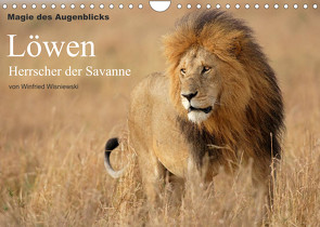 Magie des Augenblicks – Löwen – Herrscher der Savanne (Wandkalender 2022 DIN A4 quer) von Wisniewski,  Winfried