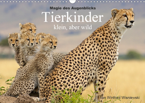 Magie des Augenblicks – Tierkinder – klein, aber wild (Wandkalender 2020 DIN A3 quer) von Wisniewski,  Winfried