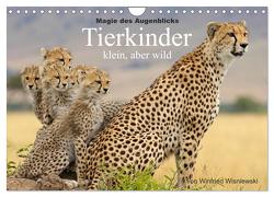 Magie des Augenblicks – Tierkinder – klein, aber wild (Wandkalender 2024 DIN A4 quer), CALVENDO Monatskalender von Wisniewski,  Winfried