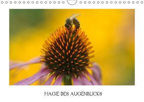 Magie des Augenblicks (Wandkalender 2019 DIN A4 quer) von Castelberg,  Gabi