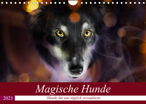 Magische Hunde – Hunde die uns täglich verzaubern (Wandkalender 2023 DIN A4 quer) von Mayer Tierfotografie,  Andrea