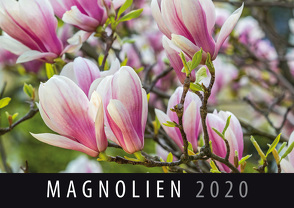 Magnolien 2020 von Quelle & Meyer Verlag