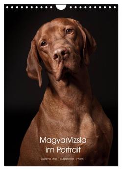 Magyar Vizsla im Portrait (Wandkalender 2024 DIN A4 hoch), CALVENDO Monatskalender von Stark Sugarsweet - Photo,  Susanne