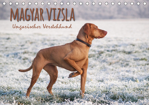 Magyar Vizsla – Ungarischer Vorstehhund (Tischkalender 2020 DIN A5 quer) von Hollstein,  Alexandra