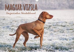 Magyar Vizsla – Ungarischer Vorstehhund (Wandkalender 2019 DIN A3 quer) von Hollstein,  Alexandra