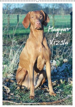 Magyar Vizsla (Wandkalender 2019 DIN A2 hoch) von Mielewczyk,  Barbara