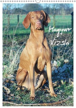 Magyar Vizsla (Wandkalender 2019 DIN A3 hoch) von Mielewczyk,  Barbara