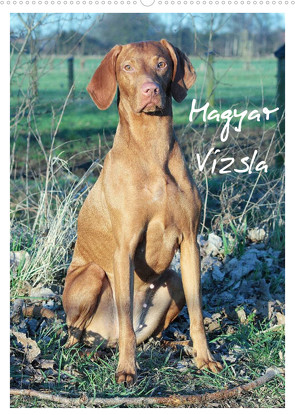 Magyar Vizsla (Wandkalender 2023 DIN A2 hoch) von Mielewczyk,  Barbara