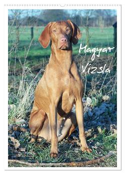 Magyar Vizsla (Wandkalender 2024 DIN A2 hoch), CALVENDO Monatskalender von Mielewczyk,  Barbara