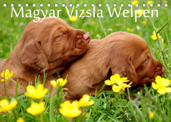 Magyar Vizsla Welpen (Tischkalender 2023 DIN A5 quer) von Grüttner,  Kerstin