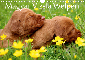 Magyar Vizsla Welpen (Wandkalender 2020 DIN A4 quer) von Grüttner,  Kerstin