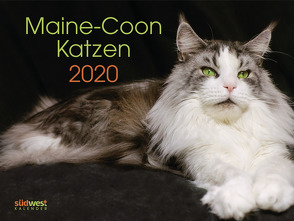 Maine-Coon-Katzen Wandkalender 2020 WAK von Weißhaar,  Karen